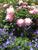 Paeony "Bowl of Beauty" with Geranium "Johnson's Blue"